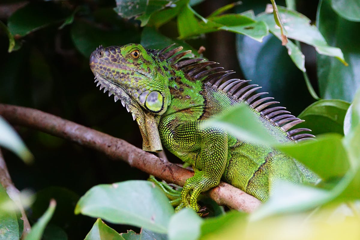 Iguanas