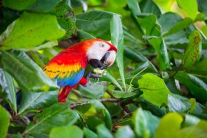 Scarlet Macaws