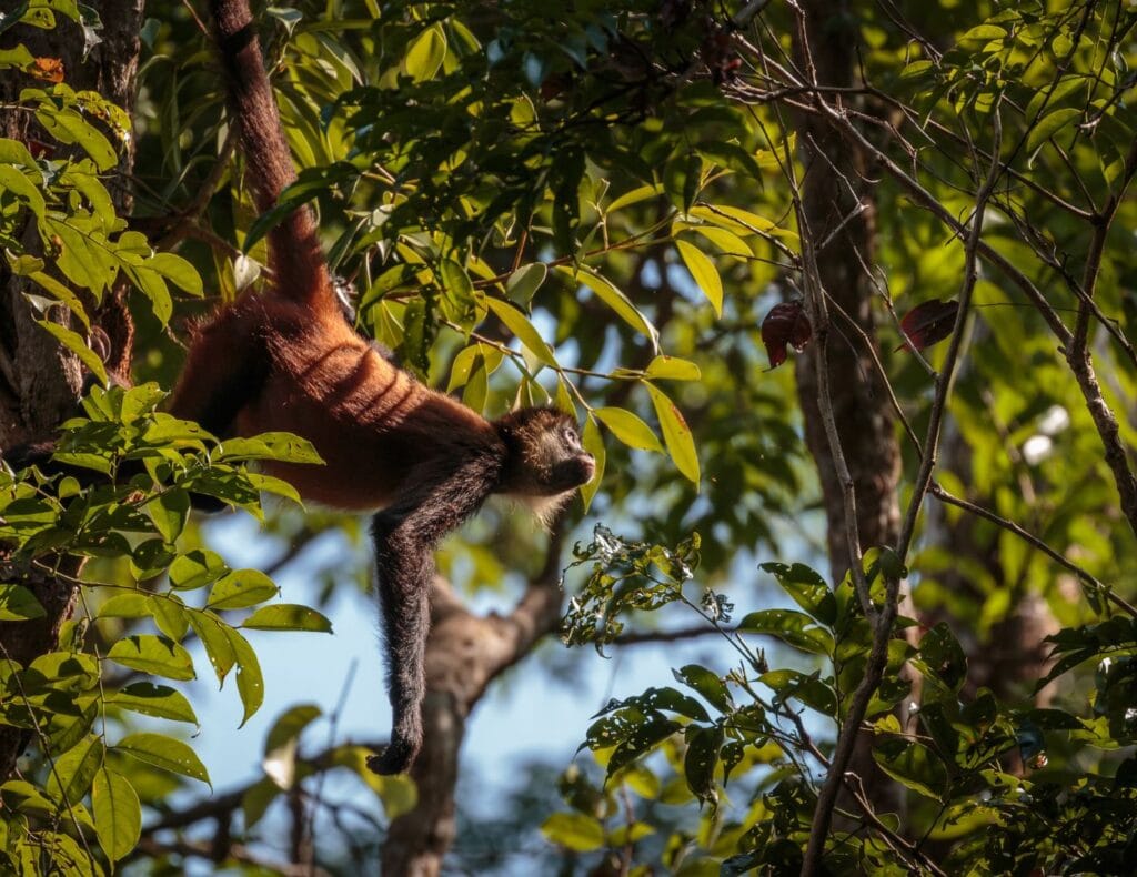 Spider Monkeys