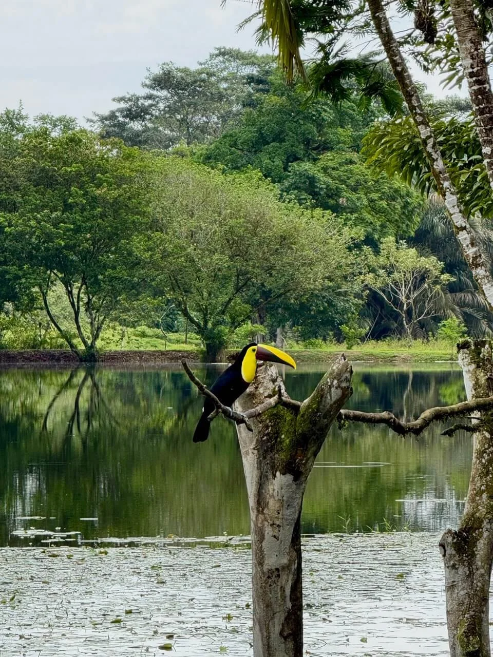 Toucans